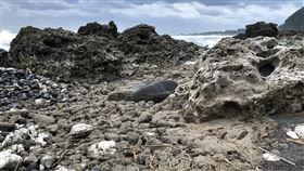日本火山浮石漂流花蓮外海  數量有增加趨勢日本小笠原群島火山8月噴發，海巡署東部分署第一二岸巡隊8日表示，花蓮外海石梯坪至七星潭都有發現零星火山浮石，數量有增多趨勢。中央社記者張祈攝  110年12月8日