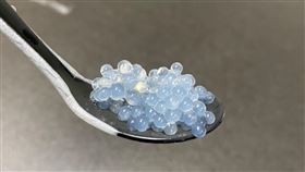 珍奶得靈感提供憂鬱症新療法  成大iGEM奪金成功大學團隊從珍珠奶茶獲得靈感，設計含有減壓性胺基酸taurine的珍珠，取名「MenTAUR」，提供慢性長期壓力輕憂鬱症新療法，從世界級合成生物學競賽「國際遺傳工程機器設計競賽」（iGEM）全球300多隊中脫穎而出，勇奪金牌。（成功大學提供）中央社記者張榮祥台南傳真  110年12月8日