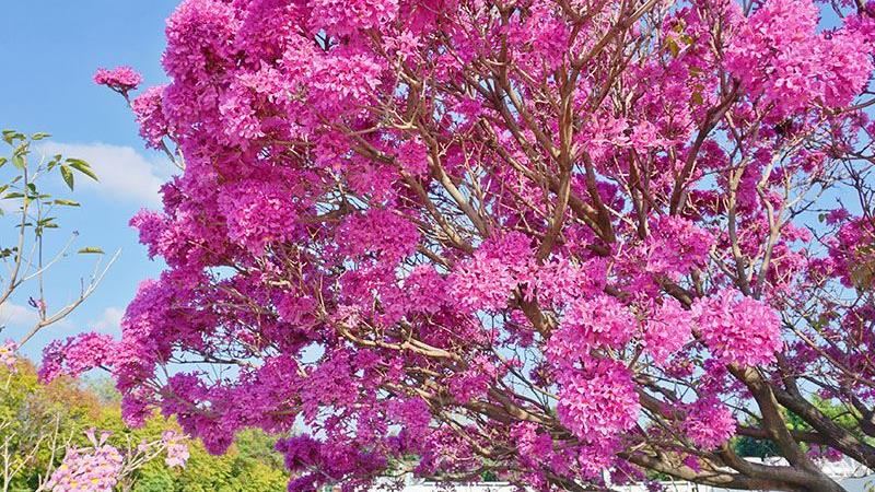 搶先拍！粉色療癒洋紅風鈴木綻放中