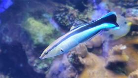 ▲魚醫生-藍帶裂唇鯛（圖／海景世界企業股份有限公司提供）