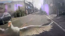 苗栗天外飛來一隻鴨  撞裂汽車擋風玻