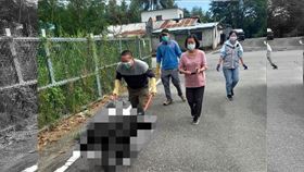 花蓮流浪狗遭毒殺