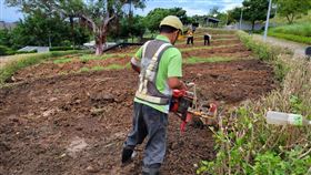 三層崎公園第二波紫色薰衣草花海即將在春節前後熱力引爆，再度攻佔大家的目光焦點！提醒欲前往賞花民眾，12/10~12/25為第二波花海施工期，切莫在此期間造訪敗興而歸（圖／翻攝自北市公園處官網）