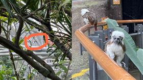 台北市立動物園傳出有猴子脫逃的事件。（圖／記者詹庭惠攝）