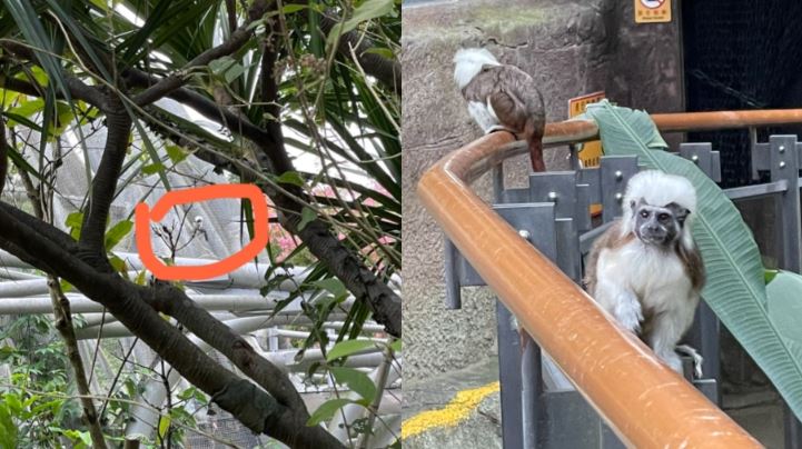 動物園又傳猴子出逃　園區一度封鎖