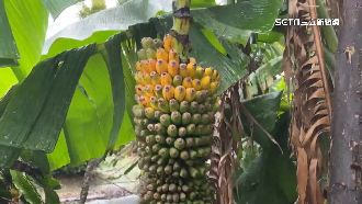 罕見「千層蕉」收成！一串能長上千根