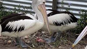 澳洲鳥類救援中心幫助鵜鶘獲得小孩（圖／翻攝自Twinnies Pelican and Seabird Rescue臉書）