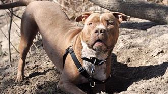 比特犬熱到抓狂？他為護愛妻臉被咬爛