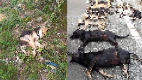 毒狗,花蓮,花蓮縣動植物防疫所,浪浪