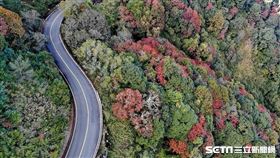 玉管處塔塔加楓紅／玉管處授權提供