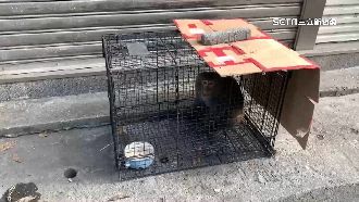 獼猴關鐵籠棄路邊　民眾憂遭虐急通報