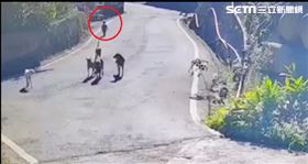 苗栗,男童,野狗(圖/翻攝畫面)