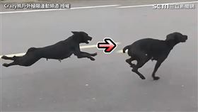 ▲YouTube頻道「Crazy熊戶外極限運動」，拍影片實測台灣黑狗的奔跑速度。（圖／Crazy熊戶外極限運動頻道 授權）