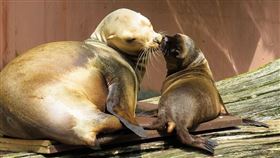 海獅（圖／翻攝自pixabay）
