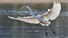 白鷺 圖／Pixabay