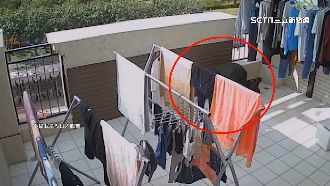 蜘蛛盜爬5樓　驚見監視器急臥倒遮臉