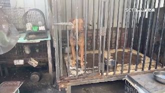 遭控咬3次！比特犬飼主：她狗也咬我