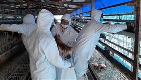 彰化竹塘雞場爆禽流感 撲殺1.6萬隻蛋雞（圖／翻攝自彰化縣政府網站）