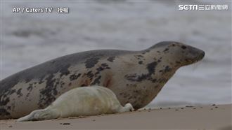 小海豹沙灘東滾西翻　可愛度爆表