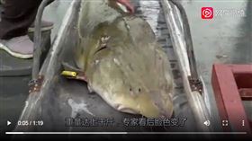 黑龍江捕獲鱘鰉魚（圖／翻攝自網易視頻）