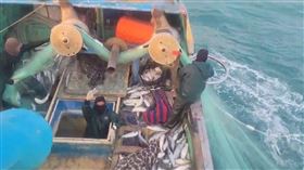 捕撈6千尾野生烏魚，烏金，討海人的年終獎金，彰化線西黃姓漁民 (圖/翻攝畫面)