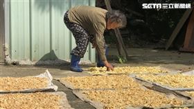大坑阿嬤，窮苦，住祖厝破屋，手工製作筍乾，嫩又好吃大獲好評，每年靠賣筍乾維生（圖／曾朝榮議員提供）