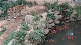 老虎籠裡出現童鞋！一張照片嚇壞網友　新竹動物園回應了。新竹爆廢公社