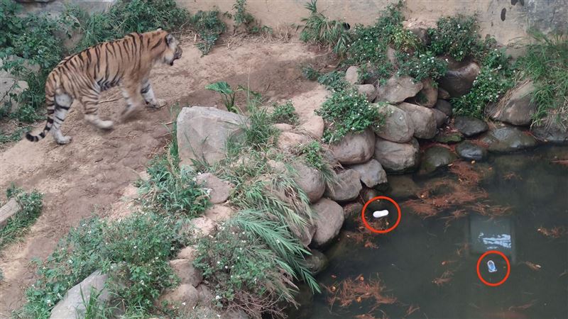 老虎籠驚見童鞋：被吃了？動物園笑哭