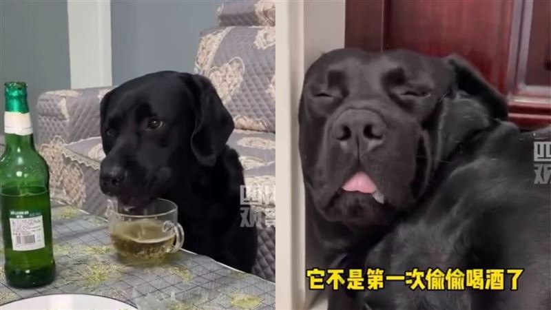 毛孩偷喝酒醉倒畫面曝　主人遭網撻伐