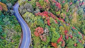 塔塔加楓紅如寶石　上帝視角壯闊美翻（圖／翻攝畫面）