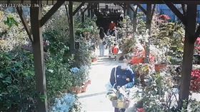 新埔,植栽,慣竊,日本白斑龜背芋（圖／翻攝畫面）