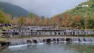 宜蘭三層坪落羽松紅　免費開放亂象多