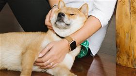 柴犬（圖／Pixabay）