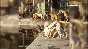 文 電死名犬賠1200