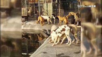 雞舍「私設電線」　15隻名犬觸電亡