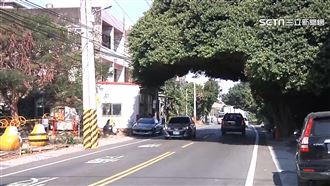 彰化新打卡景點？安全帽造型路樹吸睛