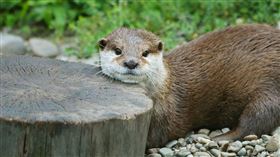 水獺,攻擊,新加坡植物園