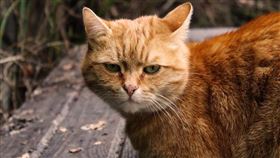 貓咪、貓／翻攝自pixabay