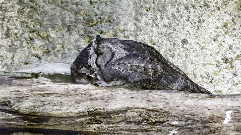 超萌睡姿！貓頭鷹、象龜軟爛趴睡曝光