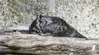 超萌睡姿！貓頭鷹、象龜軟爛趴睡曝光