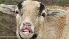 山羊,羊 圖／Pixabay