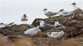 《尋找神話之鳥》梁皆得導演透過本片，關注漁業資源枯竭、海洋垃圾與棲地問題對神話之鳥的影響（采昌提供、本圖由張壽華攝影）[91555]