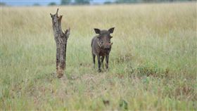 疣豬
https://www.flickr.com/photos/77114820@N05/6924341000/in/photolist-9vNnWb-YVZSBJ-N2VJZQ-Nd9Pmx-Mfuvhb-N2VL9J-Nd9Jwn-Nd9QRM-N2VKhd-Nd9HGg-MKXMm3-N2VKa9-N5AhBP-MfuuY5-Nd9U3r-Nd9LLn-Nd9LrK-N2VCj5-MKXM