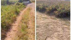 台南,外送,鳳梨田,訂單,新化