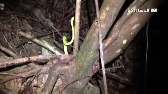 兒遭青竹絲毒咬！母送醫竟被要求轉院