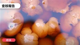 眼睛,近視,戴眼鏡,龍眼,失眠,台灣事實查核中心,龍眼水,