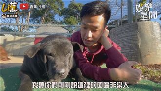 浪犬收容所打造聖誕村　顛覆既定形象