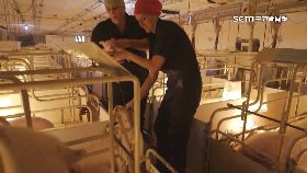 (專案)美國豬推廣182408i13