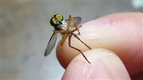  家裡冒昆蟲界四不像！網曝：飛蟲剋星（圖／翻攝自爆廢公社臉書）