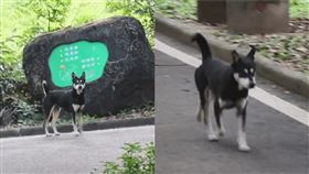 翻攝自廣州日報